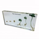 Model - Germinatia fasolei