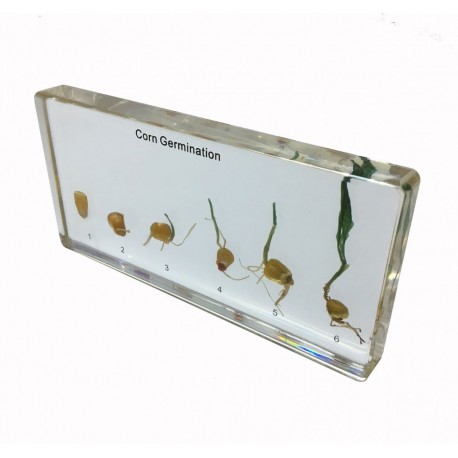 Model - Germinatia porumbului