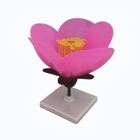 Model floare de piersic