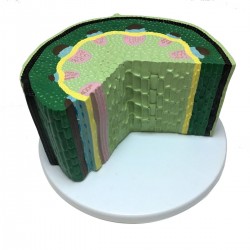 Model tulpina plantelor dicotiledonate