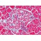 Sectiuni microscopice sistemul endocrin