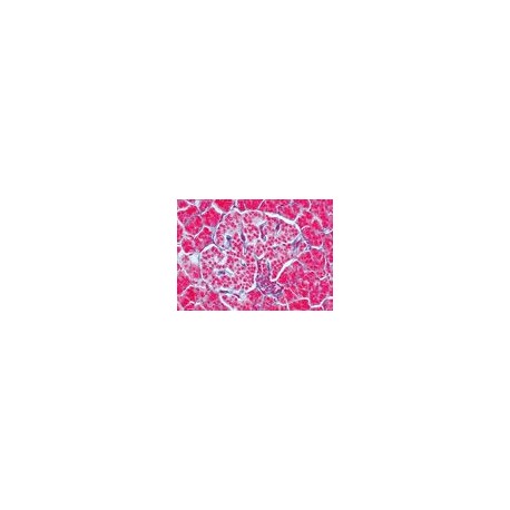Sectiuni microscopice sistemul endocrin