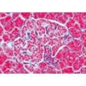 Sectiuni microscopice sistemul endocrin