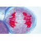 Sectiuni microscopice genetica umana si animala