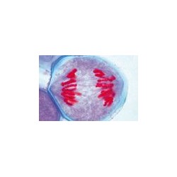Sectiuni microscopice genetica umana si animala