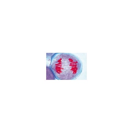 Sectiuni microscopice genetica umana si animala