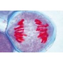 Sectiuni microscopice genetica umana si animala