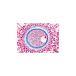 Sectiuni microscopice amphibia