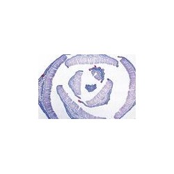 Set 15 sectiuni microscopice - BRYOPHYTA