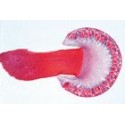 Sectiuni microscopice fungi