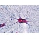 Sectiuni microscopice sistemul nervos BSM15