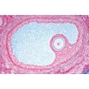 Sectiuni microscopice sistemul genital