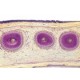 Sectiuni microscopice sistemul digestiv