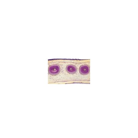 Sectiuni microscopice sistemul digestiv