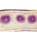 Sectiuni microscopice sistemul digestiv