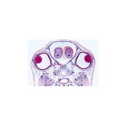 Sectiuni microscopice organe senzoriale