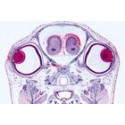 Sectiuni microscopice organe senzoriale