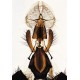 Sectiuni microscopice artropoda