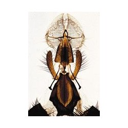 Sectiuni microscopice artropoda