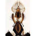 Sectiuni microscopice artropoda