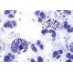 Set 10 sectiuni microscopice - BACILI