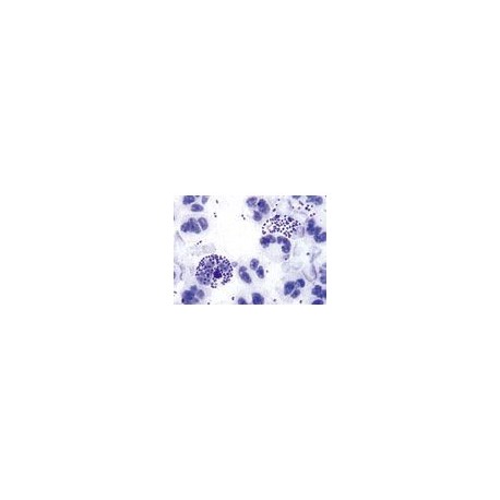 Set 10 sectiuni microscopice - BACILI
