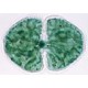 Set 10 sectiuni microscopice - COCCI