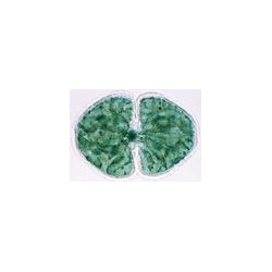Set 10 sectiuni microscopice - COCCI