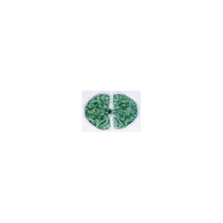 Set 10 sectiuni microscopice - COCCI