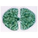 Set 10 sectiuni microscopice - COCCI