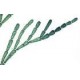 Set 25 sectiuni microscopice - ALGE