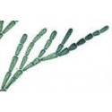 Set 25 sectiuni microscopice - ALGE