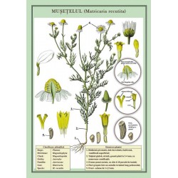 Musetelul (Matricaria recutita) plansa 700x1000mm, cu sipci