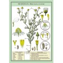 Musetelul (Matricaria recutita) plansa 700x1000mm, cu sipci