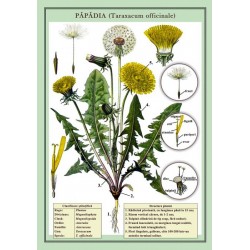 Papadia (Taraxucum officinale) plansa 700x1000mm, cu sipci