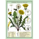 Papadia (Taraxucum officinale) plansa 700x1000mm, cu sipci