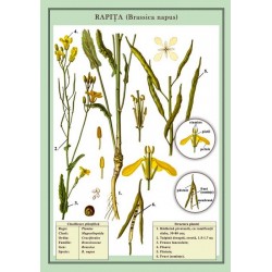 Rapita (Brassica napus) plansa 700x1000mm, cu sipci