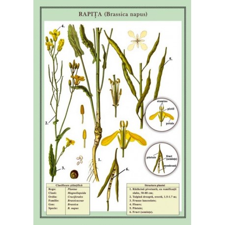 Rapita (Brassica napus) plansa 700x1000mm, cu sipci
