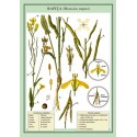 Rapita (Brassica napus) plansa 700x1000mm, cu sipci