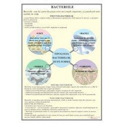 Bacterii plansa 700x1000mm, cu sipci