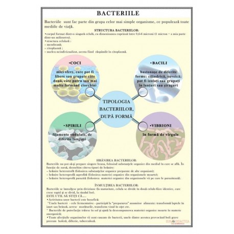 Bacterii plansa 700x1000mm, cu sipci