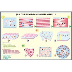 Plansa Tesuturile umane / Nivele de organizare a organismului uman DUO