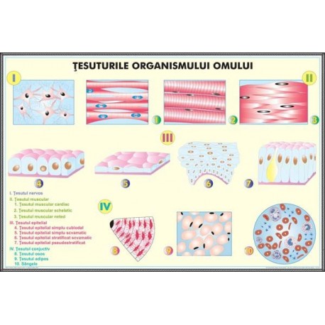 Plansa Tesuturile umane / Nivele de organizare a organismului uman DUO