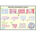 Plansa Tesuturile umane / Nivele de organizare a organismului uman DUO