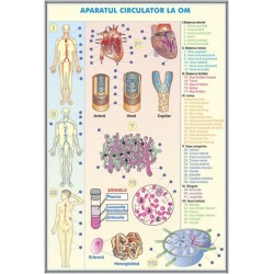 Plansa sistemul circulator la om/ sistemul circulator la animale DUO