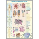 Plansa Sistemul circulator la om/ Sistemul circulator la animale DUO