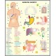 Plansa Sistemul endocrin / Sistemul digestiv DUO