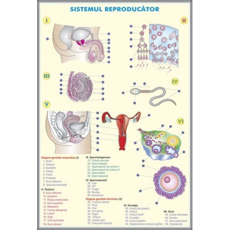 Plansa Sistemul reproducator la om / Sistemul reproducator la animale DUO