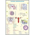 Plansa Sistemul reproducator la om / Sistemul reproducator la animale DUO