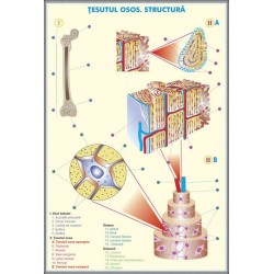 Plansa tesutul osos / Sistemul nervos la animale DUO